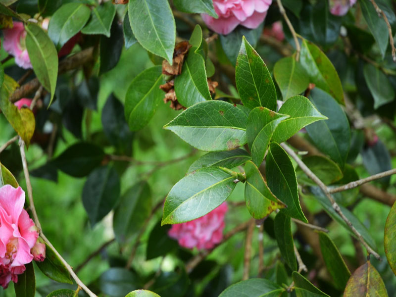 Camellia  x williamsii ‘Mona Jury’, leaf. Caerhays Castle, Goran, Cornwall, United Kingdom.